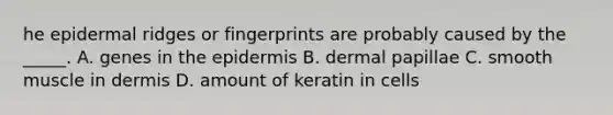 he epidermal ridges or fingerprints are probably caused by the _____. A. genes in the epidermis B. dermal papillae C. smooth muscle in dermis D. amount of keratin in cells