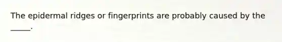 The epidermal ridges or fingerprints are probably caused by the _____.