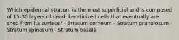 Which epidermal stratum is the most superficial and is composed of 15-30 layers of dead, keratinized cells that eventually are shed from its surface? - Stratum corneum - Stratum granulosum - Stratum spinosum - Stratum basale