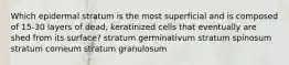 Which epidermal stratum is the most superficial and is composed of 15-30 layers of dead, keratinized cells that eventually are shed from its surface? stratum germinativum stratum spinosum stratum corneum stratum granulosum