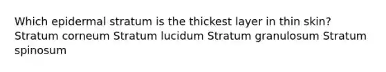 Which epidermal stratum is the thickest layer in thin skin? Stratum corneum Stratum lucidum Stratum granulosum Stratum spinosum