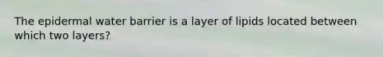 The epidermal water barrier is a layer of lipids located between which two layers?