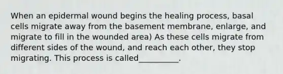 When an epidermal wound begins the healing process, basal cells migrate away from the basement membrane, enlarge, and migrate to fill in the wounded area) As these cells migrate from different sides of the wound, and reach each other, they stop migrating. This process is called__________.