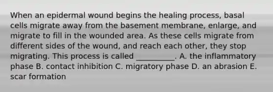 When an epidermal wound begins the healing process, basal cells migrate away from the basement membrane, enlarge, and migrate to fill in the wounded area. As these cells migrate from different sides of the wound, and reach each other, they stop migrating. This process is called __________. A. the inflammatory phase B. contact inhibition C. migratory phase D. an abrasion E. scar formation