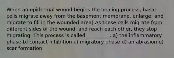 When an epidermal wound begins the healing process, basal cells migrate away from the basement membrane, enlarge, and migrate to fill in the wounded area) As these cells migrate from different sides of the wound, and reach each other, they stop migrating. This process is called__________. a) the inflammatory phase b) contact inhibition c) migratory phase d) an abrasion e) scar formation