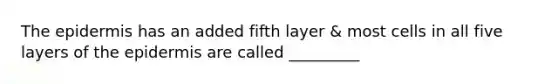 The epidermis has an added fifth layer & most cells in all five layers of the epidermis are called _________