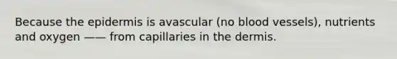 Because <a href='https://www.questionai.com/knowledge/kBFgQMpq6s-the-epidermis' class='anchor-knowledge'>the epidermis</a> is avascular (no <a href='https://www.questionai.com/knowledge/kZJ3mNKN7P-blood-vessels' class='anchor-knowledge'>blood vessels</a>), nutrients and oxygen —— from capillaries in <a href='https://www.questionai.com/knowledge/kEsXbG6AwS-the-dermis' class='anchor-knowledge'>the dermis</a>.