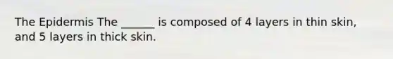 The Epidermis The ______ is composed of 4 layers in thin skin, and 5 layers in thick skin.