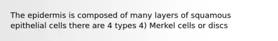 The epidermis is composed of many layers of squamous epithelial cells there are 4 types 4) Merkel cells or discs