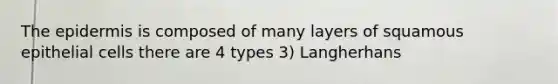 The epidermis is composed of many layers of squamous epithelial cells there are 4 types 3) Langherhans