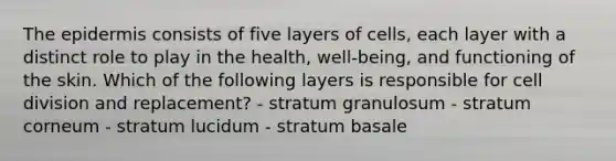 <a href='https://www.questionai.com/knowledge/kBFgQMpq6s-the-epidermis' class='anchor-knowledge'>the epidermis</a> consists of five layers of cells, each layer with a distinct role to play in the health, well-being, and functioning of the skin. Which of the following layers is responsible for <a href='https://www.questionai.com/knowledge/kjHVAH8Me4-cell-division' class='anchor-knowledge'>cell division</a> and replacement? - stratum granulosum - stratum corneum - stratum lucidum - stratum basale