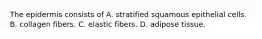 The epidermis consists of A. stratified squamous epithelial cells. B. collagen fibers. C. elastic fibers. D. adipose tissue.