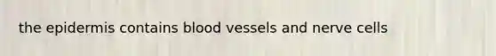 the epidermis contains blood vessels and nerve cells