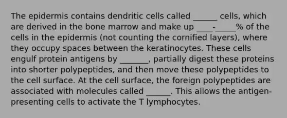 The epidermis contains dendritic cells called ______ cells, which are derived in the bone marrow and make up ____-_____% of the cells in the epidermis (not counting the cornified layers), where they occupy spaces between the keratinocytes. These cells engulf protein antigens by _______, partially digest these proteins into shorter polypeptides, and then move these polypeptides to the cell surface. At the cell surface, the foreign polypeptides are associated with molecules called ______. This allows the antigen-presenting cells to activate the T lymphocytes.