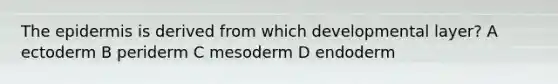 <a href='https://www.questionai.com/knowledge/kBFgQMpq6s-the-epidermis' class='anchor-knowledge'>the epidermis</a> is derived from which developmental layer? A ectoderm B periderm C mesoderm D endoderm