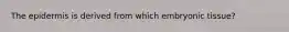 The epidermis is derived from which embryonic tissue?