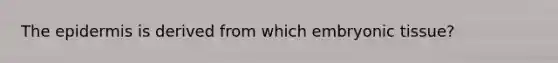 The epidermis is derived from which embryonic tissue?