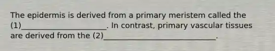 The epidermis is derived from a primary meristem called the (1)______________________. In contrast, primary vascular tissues are derived from the (2)_____________________________.