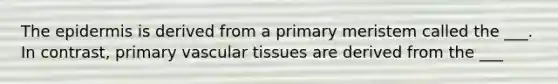 The epidermis is derived from a primary meristem called the ___. In contrast, primary vascular tissues are derived from the ___