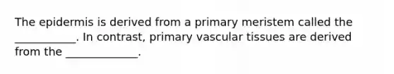 The epidermis is derived from a primary meristem called the ___________. In contrast, primary vascular tissues are derived from the _____________.