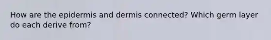 How are the epidermis and dermis connected? Which germ layer do each derive from?