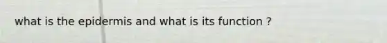 what is the epidermis and what is its function ?