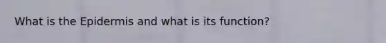 What is the Epidermis and what is its function?