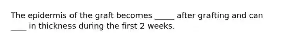 The epidermis of the graft becomes _____ after grafting and can ____ in thickness during the first 2 weeks.