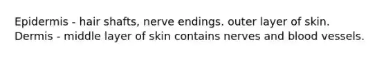 Epidermis - hair shafts, nerve endings. outer layer of skin. Dermis - middle layer of skin contains nerves and blood vessels.