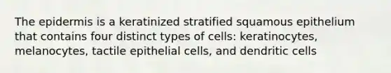 The epidermis is a keratinized stratified squamous epithelium that contains four distinct types of cells: keratinocytes, melanocytes, tactile epithelial cells, and dendritic cells