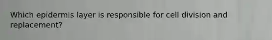 Which epidermis layer is responsible for cell division and replacement?