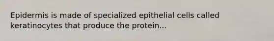 Epidermis is made of specialized epithelial cells called keratinocytes that produce the protein...