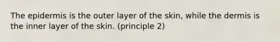 The epidermis is the outer layer of the skin, while the dermis is the inner layer of the skin. (principle 2)