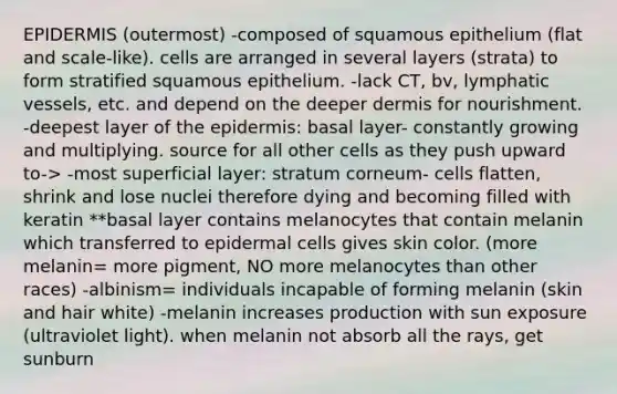 EPIDERMIS (outermost) -composed of squamous epithelium (flat and scale-like). cells are arranged in several layers (strata) to form stratified squamous epithelium. -lack CT, bv, lymphatic vessels, etc. and depend on the deeper dermis for nourishment. -deepest layer of the epidermis: basal layer- constantly growing and multiplying. source for all other cells as they push upward to-> -most superficial layer: stratum corneum- cells flatten, shrink and lose nuclei therefore dying and becoming filled with keratin **basal layer contains melanocytes that contain melanin which transferred to epidermal cells gives skin color. (more melanin= more pigment, NO more melanocytes than other races) -albinism= individuals incapable of forming melanin (skin and hair white) -melanin increases production with sun exposure (ultraviolet light). when melanin not absorb all the rays, get sunburn