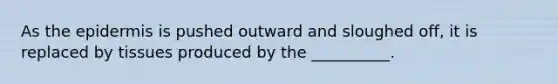 As the epidermis is pushed outward and sloughed off, it is replaced by tissues produced by the __________.