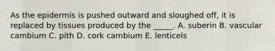 As the epidermis is pushed outward and sloughed off, it is replaced by tissues produced by the _____. A. suberin B. vascular cambium C. pith D. cork cambium E. lenticels