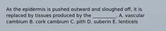As the epidermis is pushed outward and sloughed off, it is replaced by tissues produced by the __________. A. vascular cambium B. cork cambium C. pith D. suberin E. lenticels
