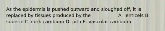 As the epidermis is pushed outward and sloughed off, it is replaced by tissues produced by the __________. A. lenticels B. suberin C. cork cambium D. pith E. vascular cambium