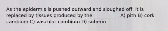 As the epidermis is pushed outward and sloughed off, it is replaced by tissues produced by the __________. A) pith B) cork cambium C) vascular cambium D) suberin