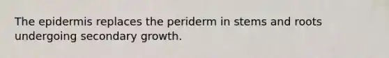 The epidermis replaces the periderm in stems and roots undergoing secondary growth.