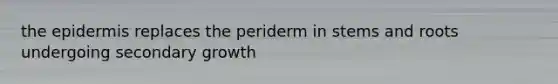 the epidermis replaces the periderm in stems and roots undergoing secondary growth