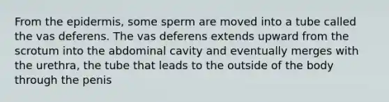 From the epidermis, some sperm are moved into a tube called the vas deferens. The vas deferens extends upward from the scrotum into the abdominal cavity and eventually merges with the urethra, the tube that leads to the outside of the body through the penis