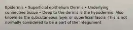 Epidermis • Superficial epithelium Dermis • Underlying connective tissue • Deep to the dermis is the hypodermis -Also known as the subcutaneous layer or superficial fascia -This is not normally considered to be a part of the integument