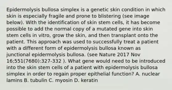 Epidermolysis bullosa simplex is a genetic skin condition in which skin is especially fragile and prone to blistering (see image below). With the identification of skin stem cells, it has become possible to add the normal copy of a mutated gene into skin stem cells in vitro, grow the skin, and then transplant onto the patient. This approach was used to successfully treat a patient with a different form of epidermolysis bullosa known as junctional epidermolysis bullosa. (see Nature 2017 Nov 16;551(7680):327-332 ). What gene would need to be introduced into the skin stem cells of a patient with epidermolysis bullosa simplex in order to regain proper epithelial function? A. nuclear lamins B. tubulin C. myosin D. keratin