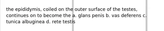 the epididymis, coiled on the outer surface of the testes, continues on to become the a. glans penis b. vas deferens c. tunica albuginea d. rete testis