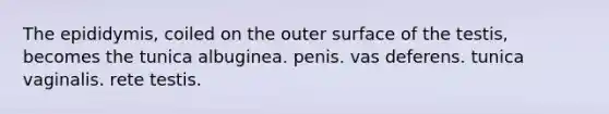 The epididymis, coiled on the outer surface of the testis, becomes the tunica albuginea. penis. vas deferens. tunica vaginalis. rete testis.