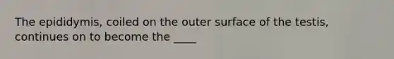 The epididymis, coiled on the outer surface of the testis, continues on to become the ____