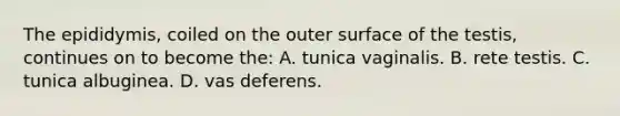 The epididymis, coiled on the outer surface of the testis, continues on to become the: A. tunica vaginalis. B. rete testis. C. tunica albuginea. D. vas deferens.