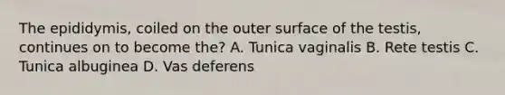 The epididymis, coiled on the outer surface of the testis, continues on to become the? A. Tunica vaginalis B. Rete testis C. Tunica albuginea D. Vas deferens