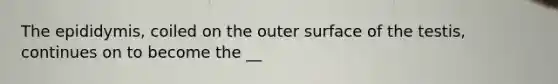 The epididymis, coiled on the outer surface of the testis, continues on to become the __